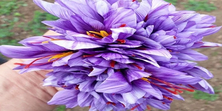Production of 5400 kg of saffron in Sabzevar,saffron in Sabzevar,Production of 5400 kg of saffron in Sabzevar in Iran,Saffron Sabzevar in Iran,Saffron Farms,persian saffron,persischer Safran
