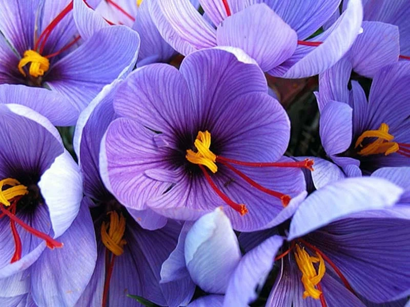 Saffron cultivation in the city of Eshtehard, Iran,Saffron cultivation in the city of Eshtehard Iran,Saffron cultivation in the city of Eshtehard,Harvesting saffron,Eshtehard Agricultural Director in Iran