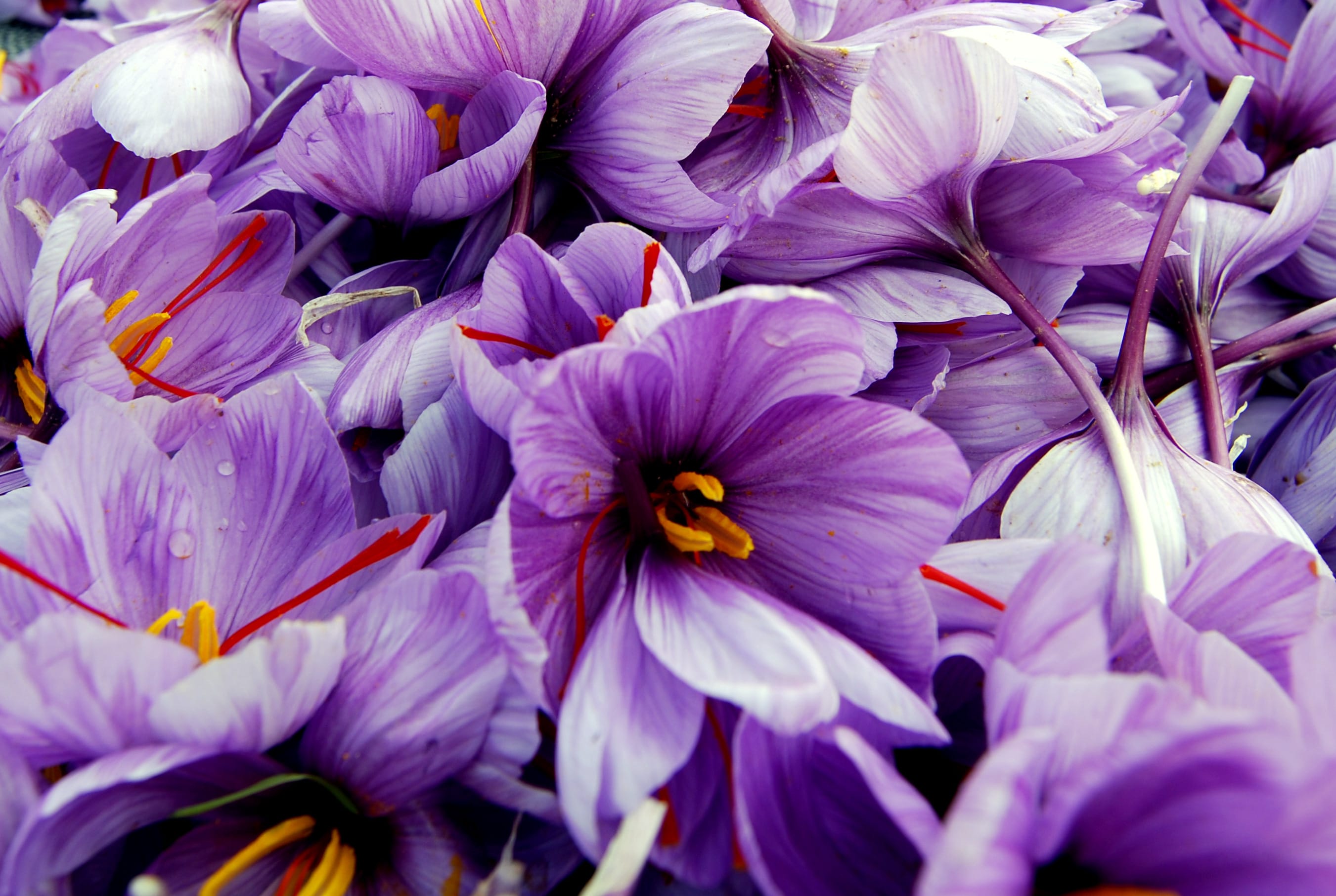 50% increase in saffron cultivation in Zarandiyeh,Increase in Saffron Production in Iran by 50% in Zarandiyeh,agricultural,Saffron Zarandieh,saffron farms