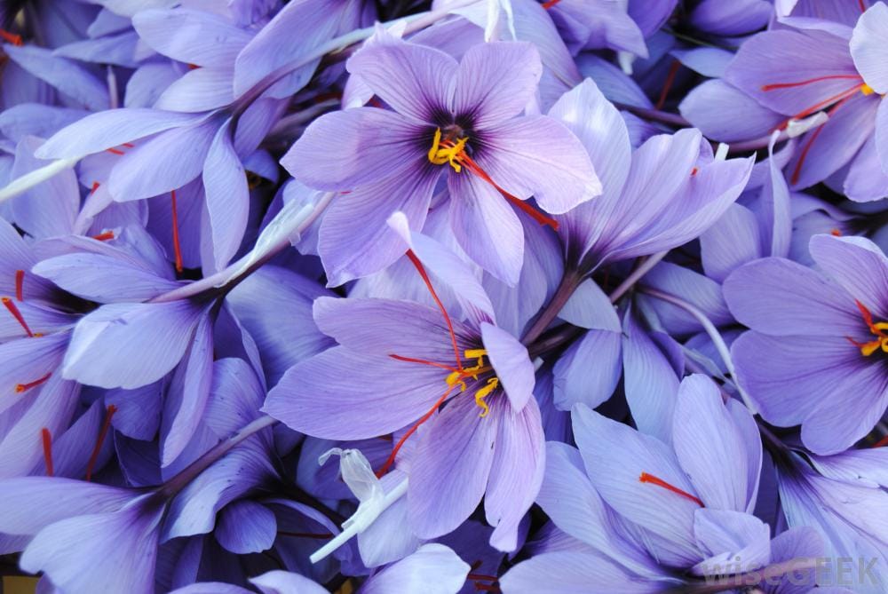 Saffron test cultivation in 2 hectares of Asadabad land in Iran,Saffron test cultivation,Saffron test,cultivation of saffron,Saffron cultivation on land,saffron in hamedan iran