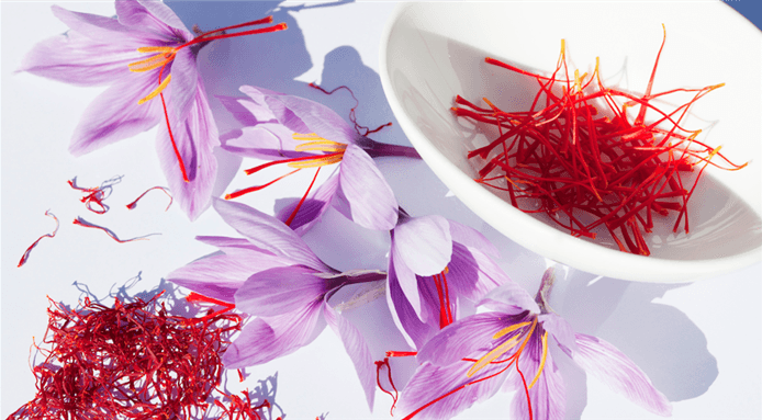 Increasing cultivation of saffron in Sari city in Iran, saffron in Sari city in Iran,Saffron cultivation, Saffron cultivation, Scientific planting of saffron, Saffron desirable harvest