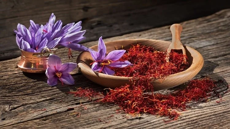 Education of saffron cultivation in Maragheh in Iran,Maragheh in Iran,Education of saffron cultivation in Maragheh,Saffron cultivation in Maragheh in Iran,Saffron production,Greenhouse cultivation of saffron