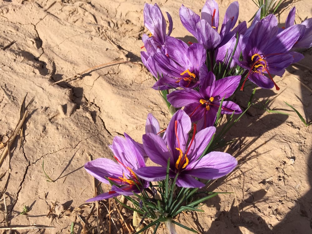 Increasing cultivation of saffron in Khatam city in Iran,Increasing cultivation of saffron in Khatam,saffron in Khatam,Saffron cultivation,Saffron in Khatam city,Saffron product,