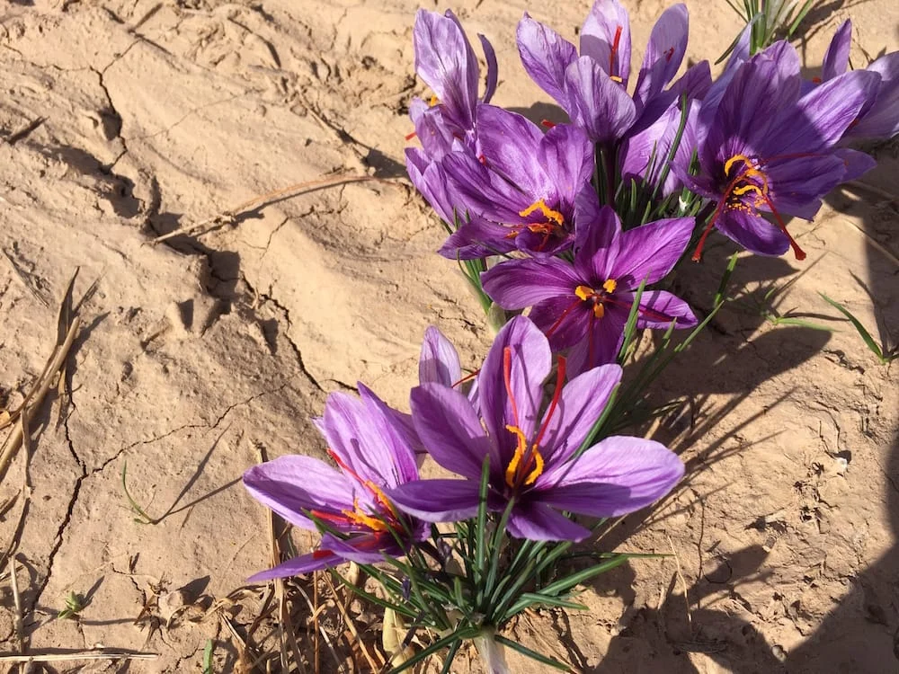 Increasing cultivation of saffron in Khatam city in Iran,Increasing cultivation of saffron in Khatam,saffron in Khatam,Saffron cultivation,Saffron in Khatam city,Saffron product,
