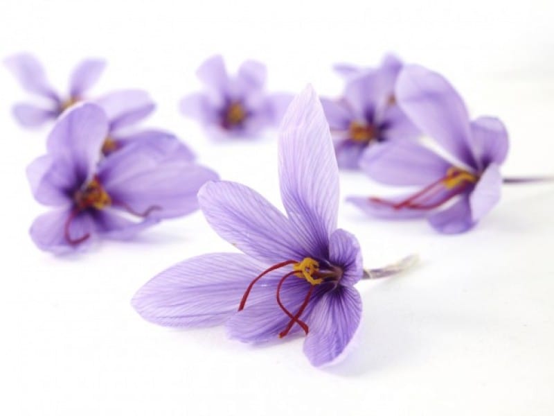 Announcing the latest coordinates of Saffron futures on commodity exchanges,Saffron futures on commodity exchangesStock exchange, futures deals with saffron,Deadline for future contracts for saffron,Saffron futures market,Saffron Market,persian saffron , iranian saffron