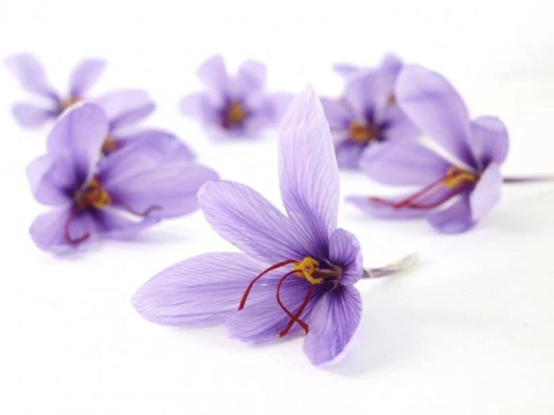 Announcing the latest coordinates of Saffron futures on commodity exchanges,Saffron futures on commodity exchangesStock exchange, futures deals with saffron,Deadline for future contracts for saffron,Saffron futures market,Saffron Market,persian saffron , iranian saffron