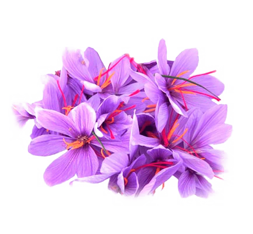 The saffron pricing authority is the right of Iran, saffron pricing,Saffron of the World in Iran, Futures of Saffron, Saffron Prices in the Future, Saffron Market, Saffron Prices in Iran, Iranian Crop Products
