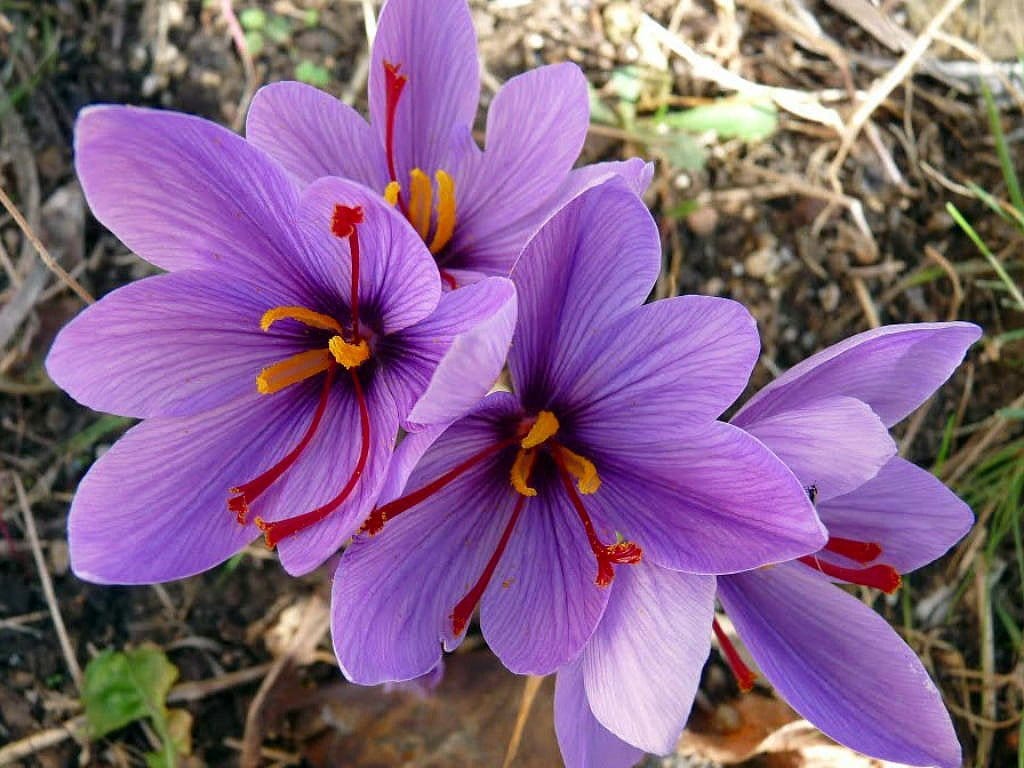 Launch Federation of Saffron,Federation of Saffron,Crop production, Saffron exporters, Iranian saffron, Saffron supply in the stock exchange, Saffron side products production,персидский шафран