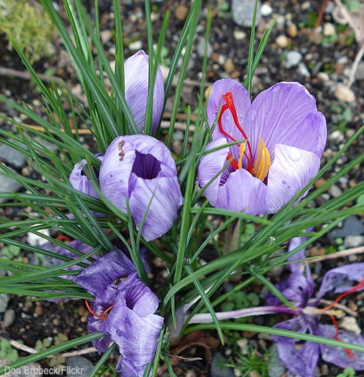 The sale and price of saffron are insured in the stock exchange,Saffron Price, Saffron Transaction, Iranian Saffron, Saffron Deposit Certificates, Saffron Dealership Contracts, Saffron Prices, Saffron Prices, Commodity Exchange, Saffron Market