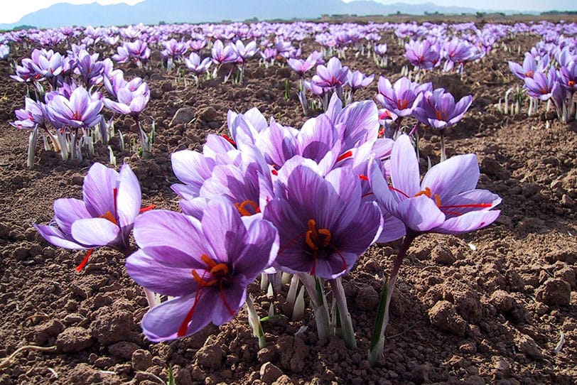 Increased exports of Khorasan Razavi saffron to $ 1.2 billion over a five-year plan,Export of saffron in Khorasan Razavi in Iran, Mashhad Chamber of Commerce in Iran, Export of Saffron of Khorasan Razavi, Export of Saffron, Saffron Production,