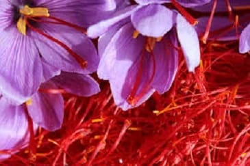The cultivation of saffron is not profitable in the greenhouse,saffron is not profitable in the greenhouse,Saffron cultivation,Natural resources, flower harvesting, greenhouse saffron cultivation workshop, high quality saffron production in Iran, production of quality saffron in Iran and the world,