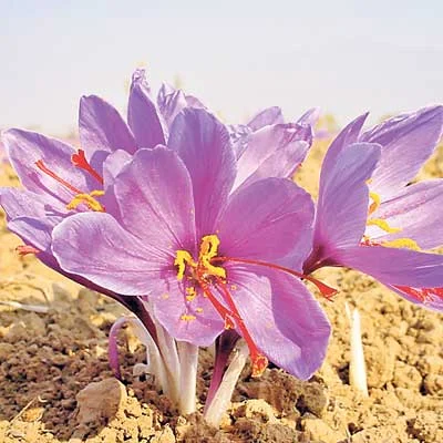 Preventing the sale of saffron is a priority,saffron is a priority,the sale of saffron is a priority,Raw Saffron, Agriculture in South Khorasan Province, Agriculture in South Khorasan Province, Science and Technology, Export of Saffron in the World, Export of Iranian Saffron in the World, Products