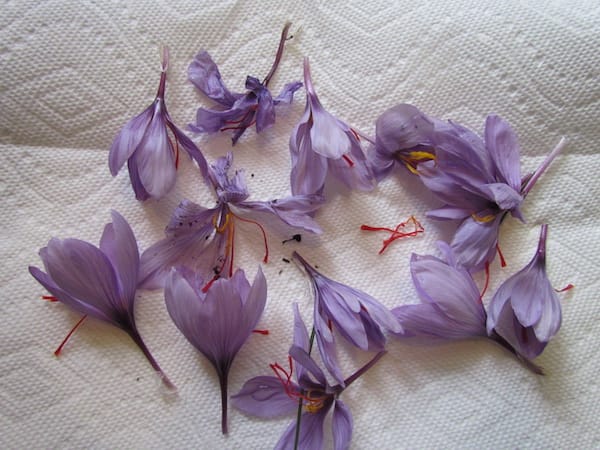 The two indigenous capacities of saffron and carpet should be addressed seriously,saffron and carpet,Support for domestic products and tourism, tourists in Iran, economic, tourism, economic exports