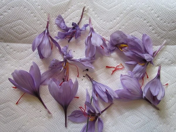 The two indigenous capacities of saffron and carpet should be addressed seriously,saffron and carpet,Support for domestic products and tourism, tourists in Iran, economic, tourism, economic exports