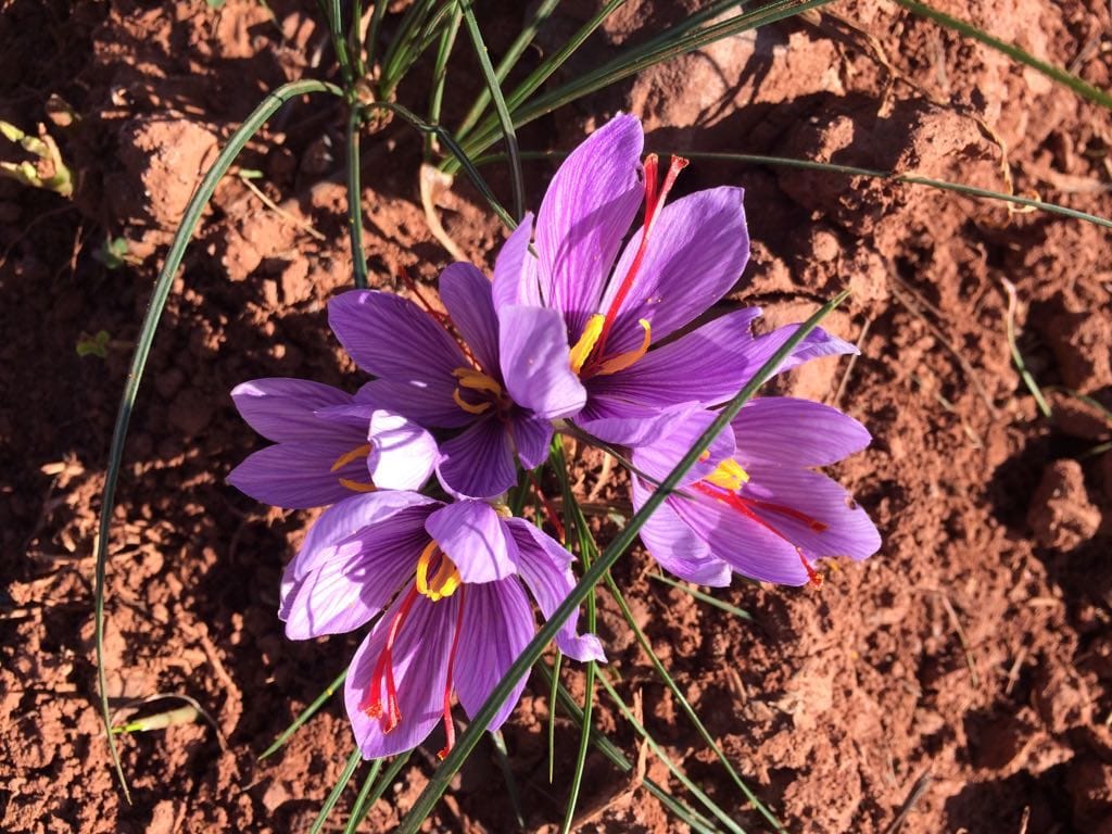 Exports more than $ 252 million in saffron,Exports of Agricultural Products, Export Development, Mashhad Chamber of Commerce in Iran, Reduction of Imports, Iranian Saffron, Export of Iranian Saffron, Export of Saffron