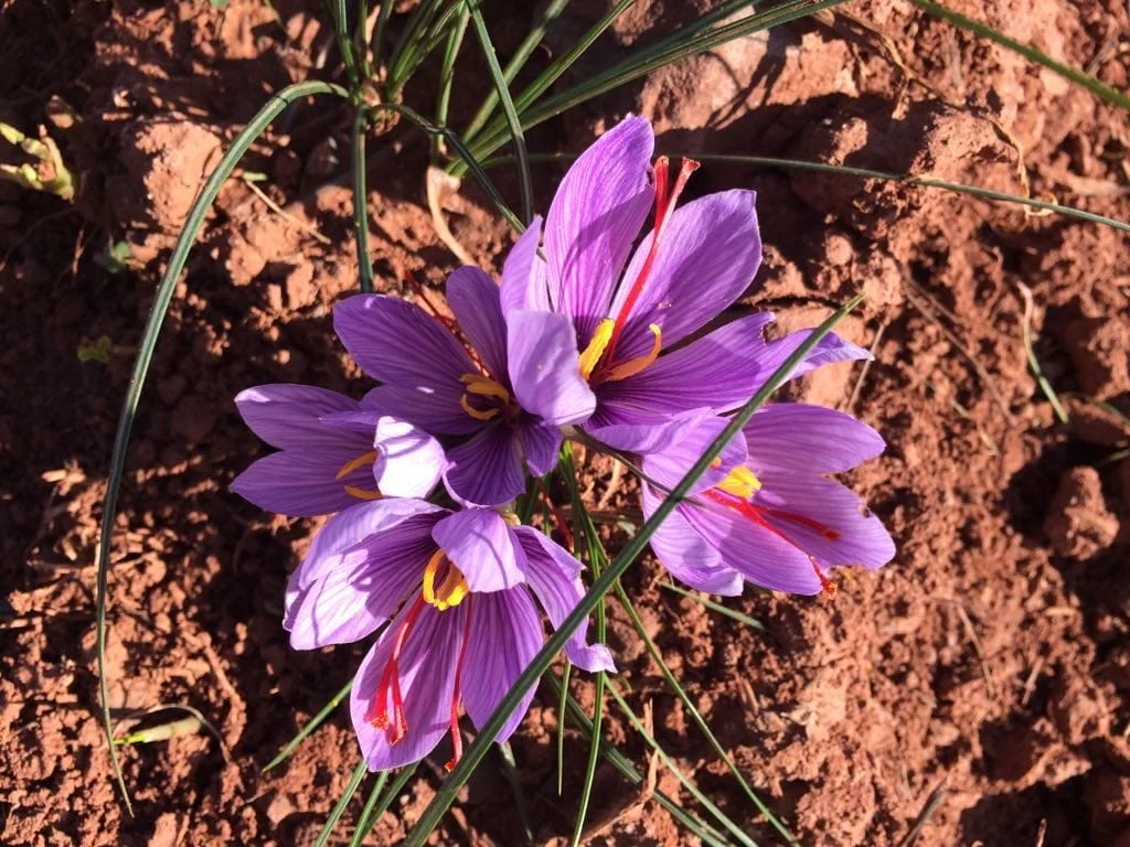 Exports more than $ 252 million in saffron,Exports of Agricultural Products, Export Development, Mashhad Chamber of Commerce in Iran, Reduction of Imports, Iranian Saffron, Export of Iranian Saffron, Export of Saffron