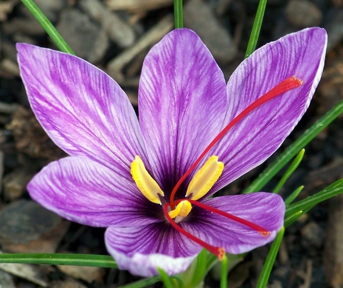 Productivity of saffron production with intelligent irrigation system, Cultivation of crops, Saffron growth, Plant saffron, Saffron cultivation, Saffron irrigation system in southern Khorasan in Iran, Saffron irrigation system, saffron farm, saffron farm management,, 