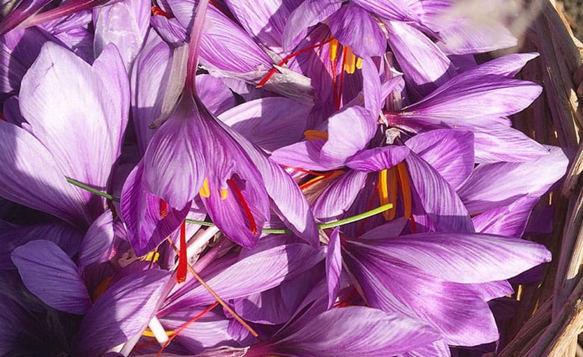 470 hectares were added to the area of saffron gardens in northern Khorasan in Iran,saffron gardens in northern Khorasan in Iran,Saffron Gardens of Northern Khorasan in Iran, Saffron Gardens, Crop Production, Saffron Gardens in North Khorasan, Isfahan Province in Iran, Saffron Parsian