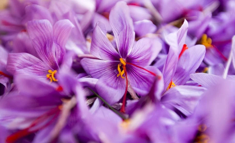 Saffron cultivation in the lands of Imamzadeh Seyyed Ali (AS),Saffron cultivation, Baft city in Iran, employment generation, saffron cultivation in Baft city of Kerman,