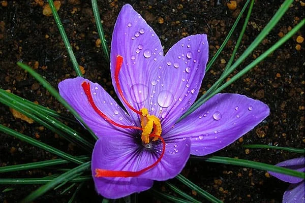 Saffron cultivation in line with Alborz water resources management,Saffron cultivation in Iran in Karaj, Red gold, cultivated medicinal plants, Saffron crop, Iranian saffron production, Nazarabad saffron, Iran,