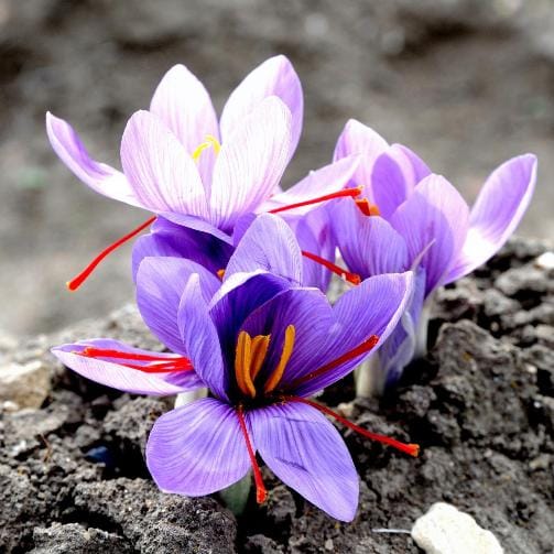 The golden red boom in Kurdistan,Red golden boom, Agricultural Jihad, Saffron cultivation, Harvesting, Saffron harvest, Bijar city in Kurdistan, cultivated saffron province, Red gold,