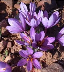 Cultivation of red gold in the city of Galogah in Iran,Cultivation of red gold,Cultivation of red gold in the city of Golghah, agriculture jihad, agricultural land, cultivation of saffron, agricultural land, cultivation of saffron in northern Iran,