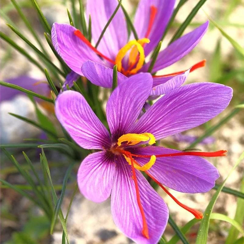 The need to create saffron research and pharmaceutical companies,Persian saffron, Torbat Heydarieh polar beans on saffron, research and pharmaceutical companies, Torbat Heydarieh, Saffron commercial trade, Saffron and biotechnology,