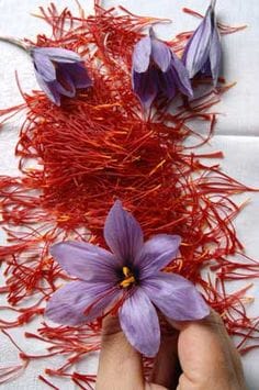 Foreign currency contracts lead to increased smuggling of saffron,smuggling of saffron,Saffron Exports, Saffron Applicants, Global Saffron Producers, International Saffron, Saffron Exporters, Saffron Producers, Saffron Producers, Saffron Producers, Saffron Exporter