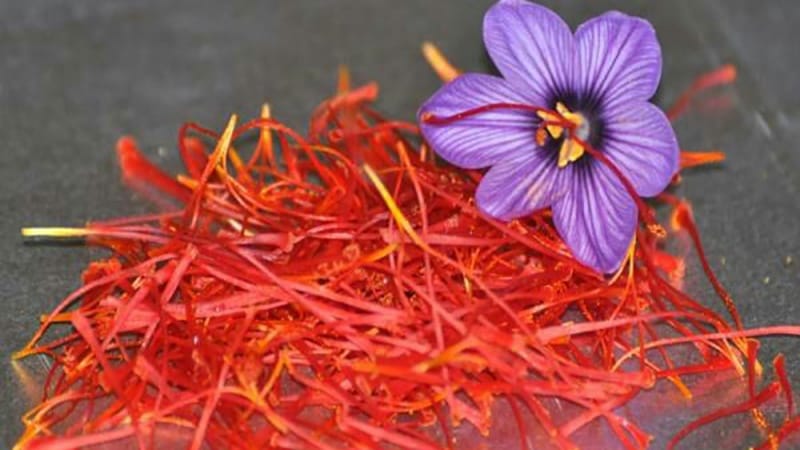 One percent of the wheat and barley fields of Lorestan are saffron,Lorestan are saffron,Agricultural Research Center, Lorestan Natural Resources, cultivating each hectare of medicinal plant, marketing, agricultural land, development of saffron