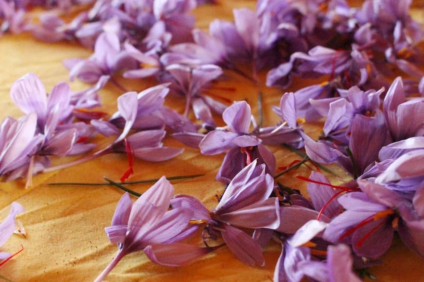 Lorestan has a good climate for saffron cultivation,Lorestan saffron cultivation, Lorestan saffron saffron in Iran, Saffron crops, Farmers, Saffron cultivation, Saffron harvesting season, Saffron harvest, Agricultural products, Unemployment season of farmers, Planting saffron