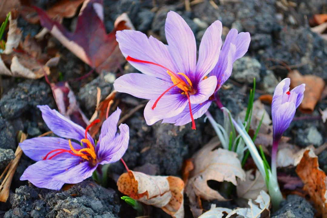 Safeguarding Iran's saffron in Lorestan will discourage farmers,Saffron of Iran, Lorestan agriculture Jihad in Iran, Saffron not supporting, Economy, Saffron cultivation in Lorestan, Medicinal plants,