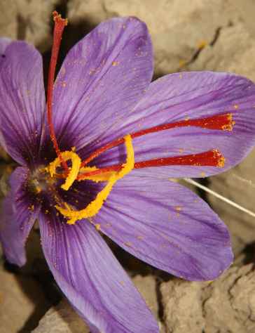 Producing 27 kg of saffron in Namin city of Iran,Saffron in Namin, Economic value, Saffron cultivation, Agricultural land, Plant cultivation, Agricultural Jihad management, Saffron harvest, Economic value of saffron cultivation, Plant saffron,