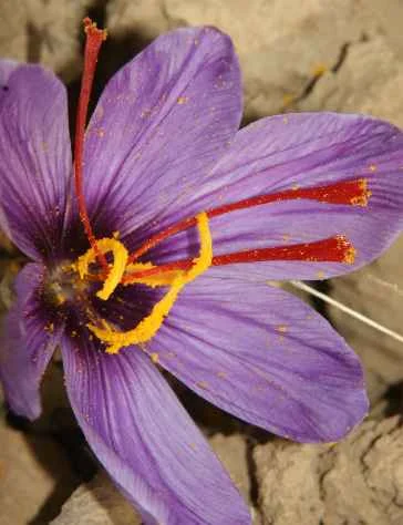 Producing 27 kg of saffron in Namin city of Iran,Saffron in Namin, Economic value, Saffron cultivation, Agricultural land, Plant cultivation, Agricultural Jihad management, Saffron harvest, Economic value of saffron cultivation, Plant saffron,