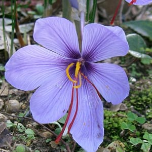 Saffron Beyond A Spice,Drug, Treatment, Active Saffron molecule, Saffron extract, Saffron supplements, Treatment of depression and anxiety, Antidepressants, Saffron in the Middle East,