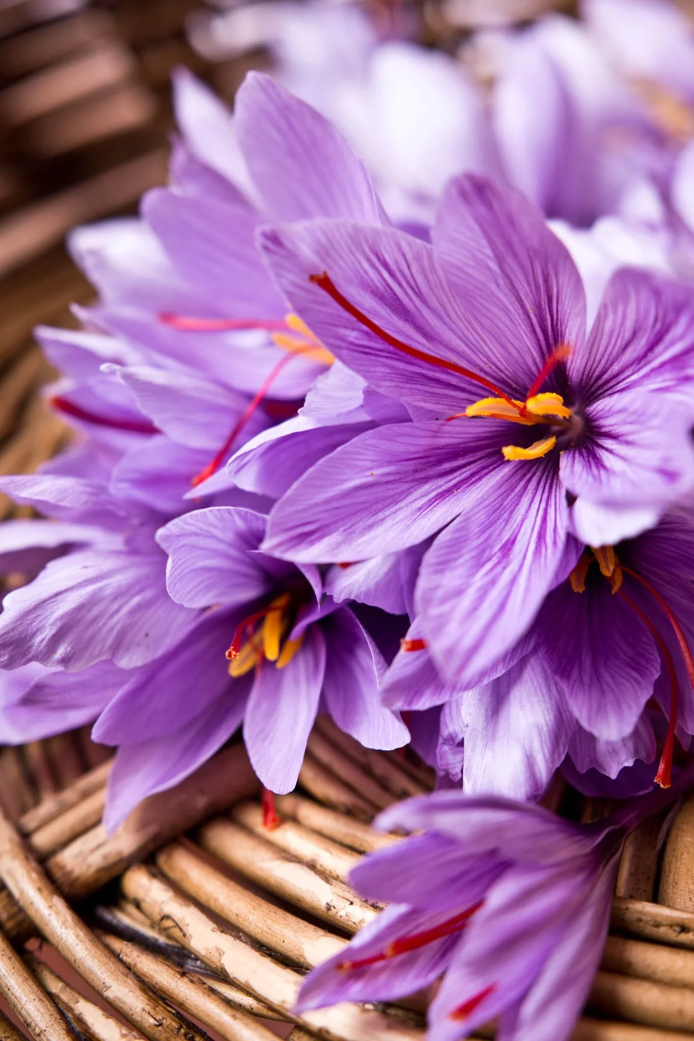 Harvesting 40 kg of saffron in Nahavand,Harvesting 40 kg of saffron in Nahavand Iran,Nahavand, saffron cultivator, saffron cultivation in Nahavand, saffron crop, saffron cultivated in Nahavand, saffron production, saffron cultivation in Hamadan province