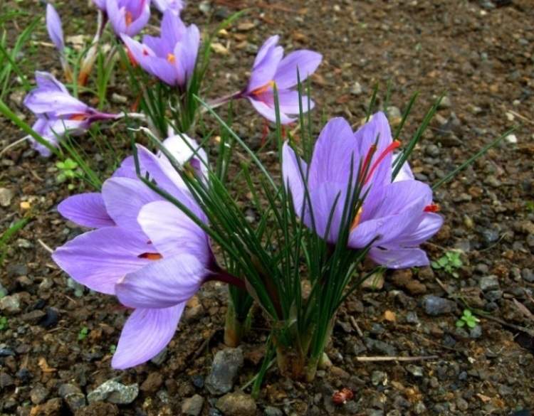 Increasing cultivation of saffron in Kerman province,saffron in Kerman province,Increasing cultivation of saffron, promoting cultivation of crops, promoting cultivation, economic products, saffron farms in Kerman, saffron farms, the most important areas of saffron growing in Kerman province