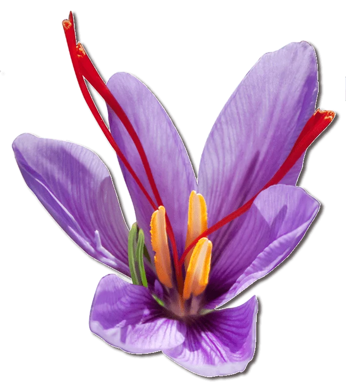 85% increase in saffron planting in Malayer,85% increase in saffron planting in Malayer in Iran,Saffron planting in Malayer, economy, products, saffron cultivation in Malayer, Saffron harvest per hectare