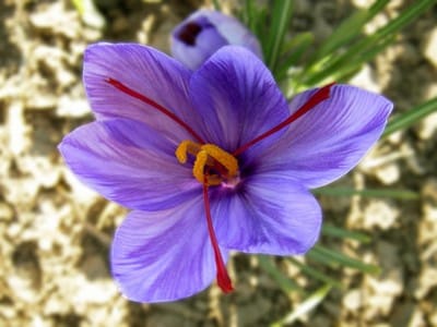 Saffron cultivation in the city of Famenin in Iran,Saffron cultivation in Famenin, cultivation of saffron, grazing products, traditional saffron cultivation, national production of saffron cultivation, agricultural fields,