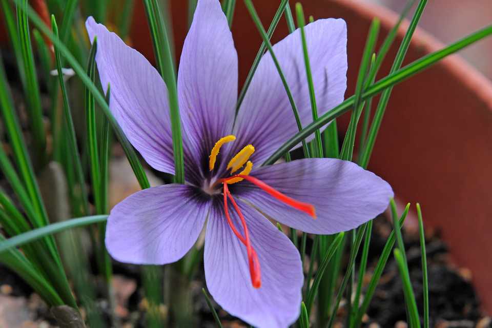 Harvest of red gold from Izeh Farms in Iran,Red gold from Izeh fields, Saffron harvest, Red gold, Saffron cultivation, Saffron cultivated land, Saffron saffron crop, Saffron saffron, Economic, Planting of medicinal plants