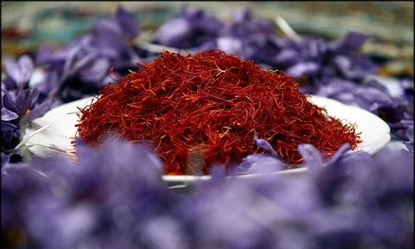 Beginning of Desert Tree Harvesting from J & Wakhaq Fields in Isfahan County,Beginning of harvesting of red gold from J & Wakhaq farms in Isfahan city,Harvesting of Red Gold from J & Wakhaq Farms in Isfahan, Agricultural Jihad, Harvesting, Saffron, Desert Tale, Jay Vekhagh, Red Gold Tree, Dry Saffron, Crop Growing