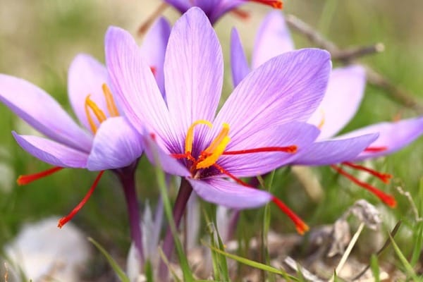 Harvesting Saffron Red Gold in Jahrom in Iran,Saffron red gold in Jahrom, saffron harvest, Jahrom farms, Saffron planting, Saffron harvest, Saffron bulbs, Medicinal plants, Pistachio production, Saffron production, Nursery flower production,Saffron Red Gold Jahrom