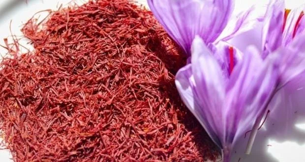 Forecast for harvesting more than 9 tons of saffron in the village of Rokh in Iran,Iranian saffron, Tarbat Heydarieh Agricultural Jihad, Tobat Heidariyeh Agricultural, Saffron flower harvesting, Saffron flower harvesting, Saffron harvesting, Saffron drying, Saffron harvesting, Saffron bulb planting, Harvest season, Saffron cultivation benefits, Saffron saffron production, Khorasan Razavi, Saffron of the world
