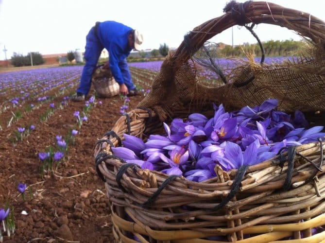 The cultivation of saffron with a new method in Maku in Iran,Saffron cultivation in a new way, Saffron crops, Cultivation of red gold, Greenhouse cultivation, Sliced onions, Method for keeping onions, Moisture method, Planting and growing saffron,