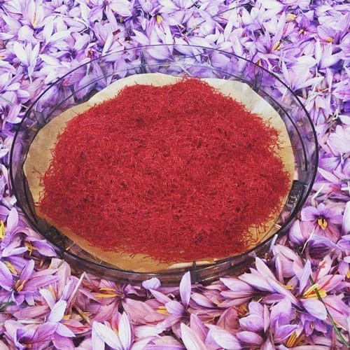 Saffron harvest in Miandoab city in Iran,Saffron harvesting in Miandoab, Saffron harvesting Miandoab, saffron harvest, Miandoab agricultural Jihad, Saffron harvest initiation, Miando-ebi saffron, Saffron quality Iranian, Harvesting, Saffron drying