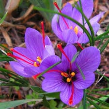The stock of saffron merchandise boosts the retail business,Saffron Market in Iran, Standard Saffron, Saffron in the Market, Saffron Traditional Iranian Market, Saffron Cultivation, Saffron Standard, Saffron, Saffron Without Place in the Global Market, Flour Export, Iranian Saffron