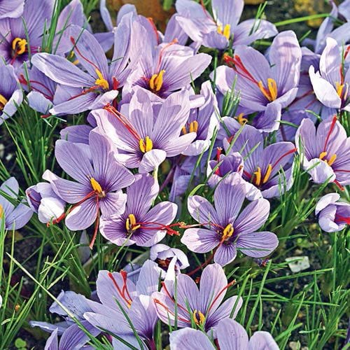 Iran to be the price point for saffron?,Saffron pricing, Iran Saffron pricing, Iran First saffron producer in the world, Saffron of the world, Iran saffron, Saffron prices in the world, Saffron deal, Saffron futures contract, Saffron daily prices, Saffron supply in Iran stock exchange