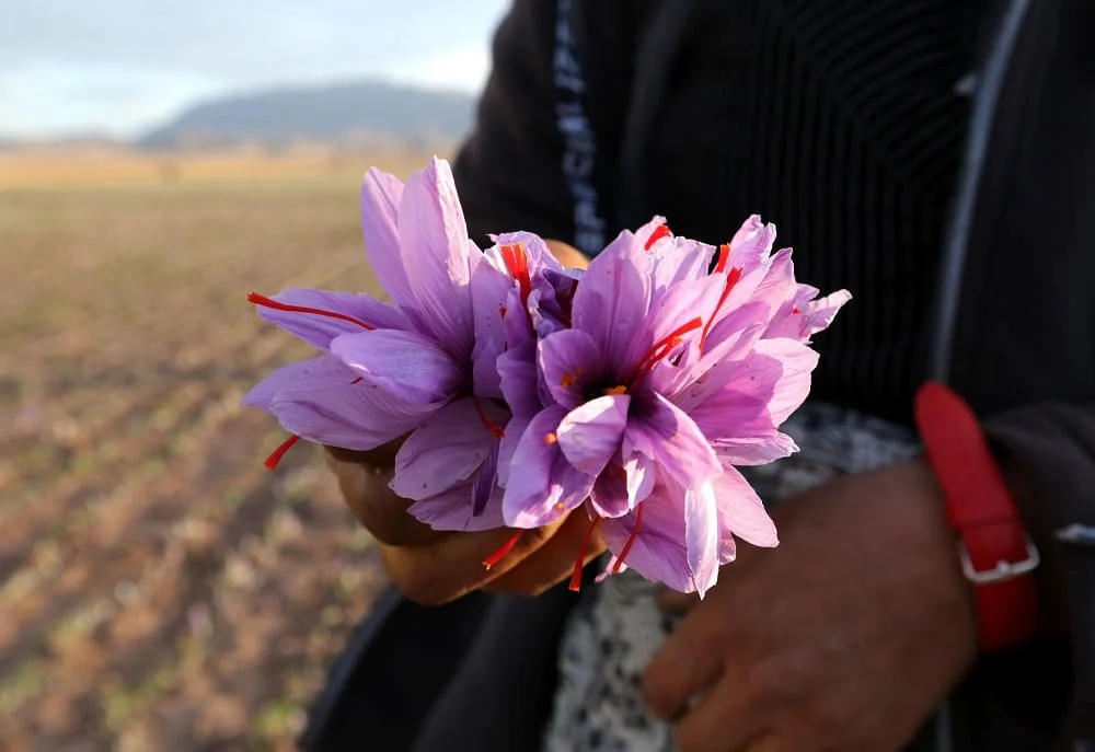 Customs did not export statistics for saffron from November,Saffron market, Saffron prices, Iranian saffron supply, Saffron cultivation, Iran saffron sales, Saffron exports, Saffron exports