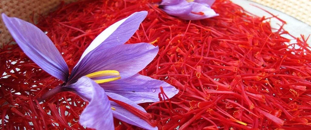 Seno City World Record- Saffron Plantation by Aqueduct,Seno Pilot Global Agriculture Register of Qanat-based Saffron in Iran,Gonabad Saffron, Saffron Producer in the World, Iranian Red Gold Buyers, Saffron Producer in Khorasan Razavi Province, Saffron, Saffron, Saffron of the World
