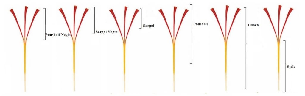 negin saffron