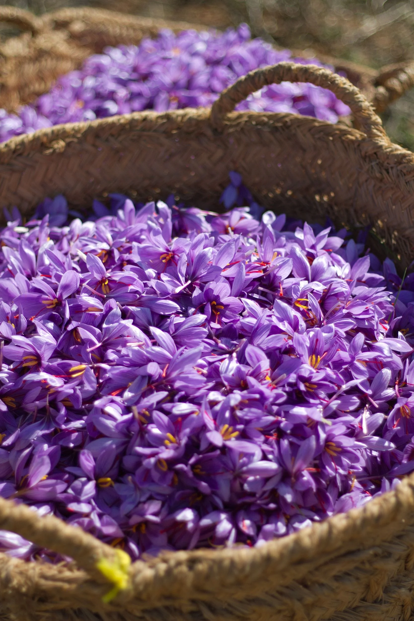 Gilan,20% of the mountainous lands of Gilan are prone to saffron cultivation,Gilan and saffron cultivation, Iranian saffron, saffron cultivation in mountainous areas of Gilan, saffron in mountainous logic of Gilan, saffron cultivation, saffron,